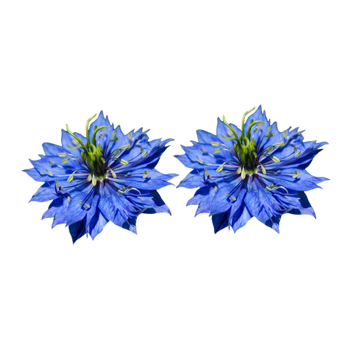 Black cumin