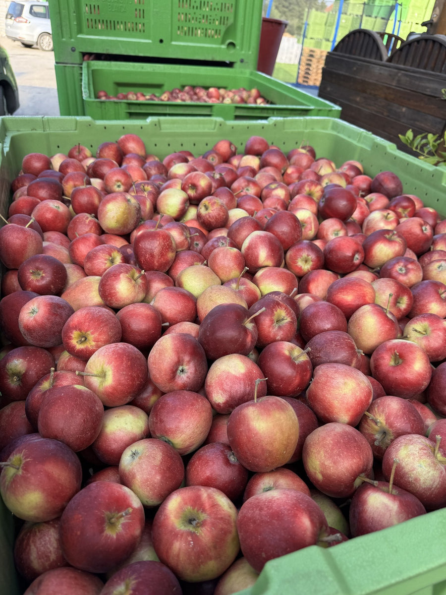 Crate of fresh apples at TOP 7 production